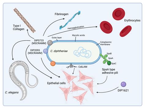 IJMS | Free Full-Text | Interactions between the Re-Emerging Pathogen Corynebacterium ...