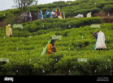 Tea Camellia sinensis Harvesting Sri Lanka March Stock Photo - Alamy