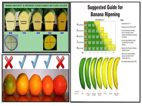 Mechanism of Fruit ripening | PPT