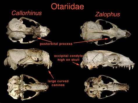 ADW: otariidae.jpg