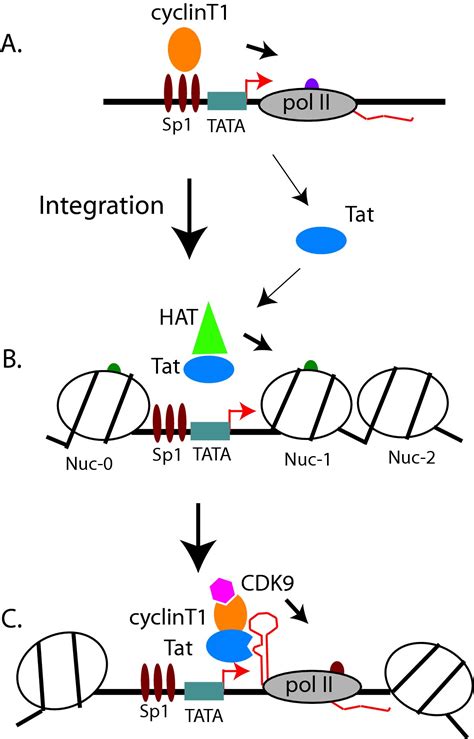 HIV-1 gene expression: lessons from provirus and non-integrated DNA ...