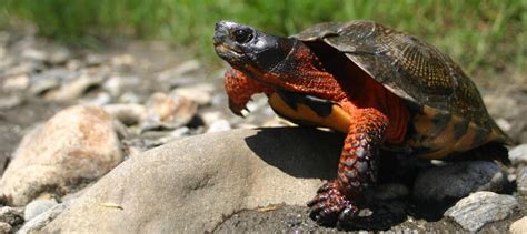 Wood turtles have lost more than half of their suitable habitat - The Wildlife Society