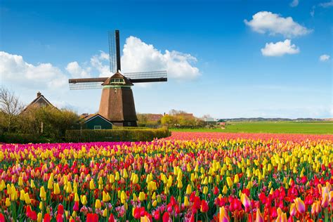 Tulip Fields Netherlands Wallpaper - FlowerWallpapero