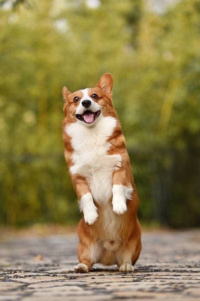 Corgi Colors | Which Corgi Colors Do You Like? [CORGI COLOR GUIDE ...