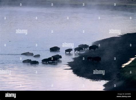 Yellowstone usa bison migration hi-res stock photography and images - Alamy