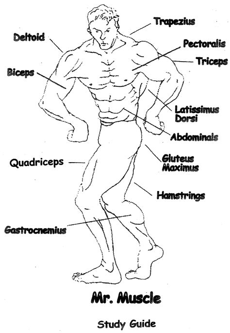 Label The Muscles Worksheet