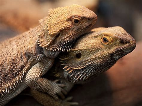 Bearded Dragon Breeding Guide: Signs, Tips, and More - Reptile District