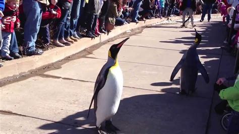 Penguin walk at Pittsburgh zoo - YouTube