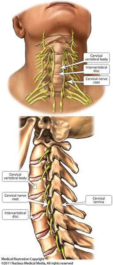 Pictures Of Cervical Spinal NerveHealthiack