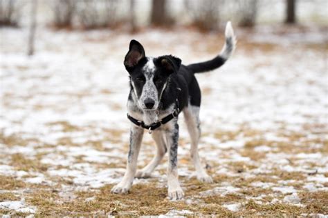 Border Heeler (Blue Heeler & Border Collie Mix): Info, Pictures, Facts, Traits | Hepper