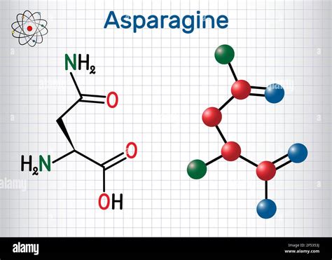 L asparagine hi-res stock photography and images - Alamy