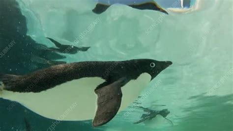 Adelie penguins swimming underwater, Antarctica - Stock Video Clip ...