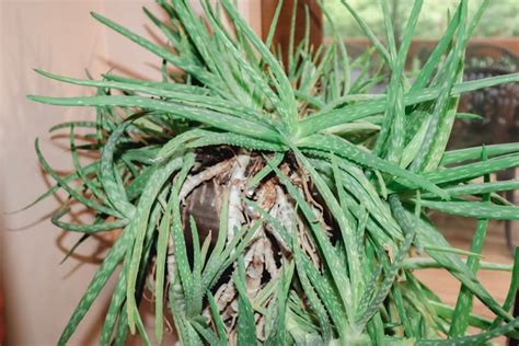 How To Care For Your Aloe Vera Plant — Plant Savvy