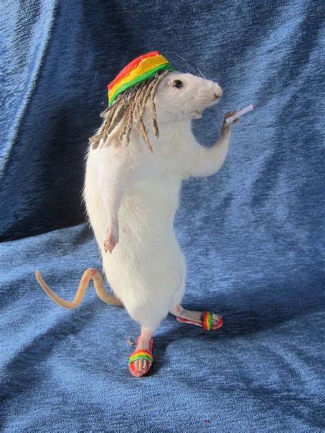 Taxidermy Rat Rasta Taxidermy Anthropomorphic Rat Curiosity - Etsy