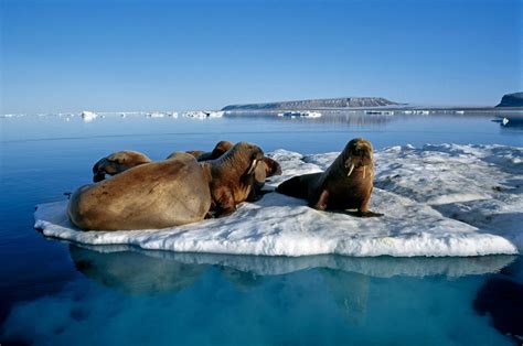 Animals of Greenland - whales, seals, polar bears - [Visit Greenland!]