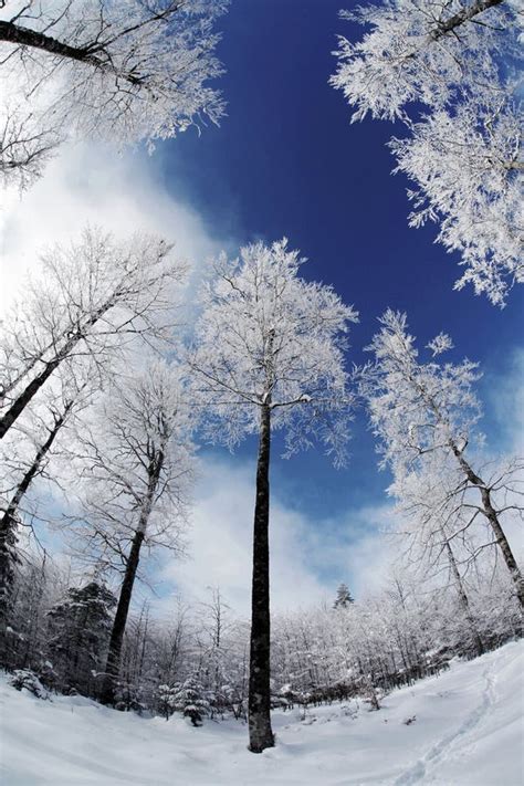 Winter forest landscape stock image. Image of illumination - 24105341