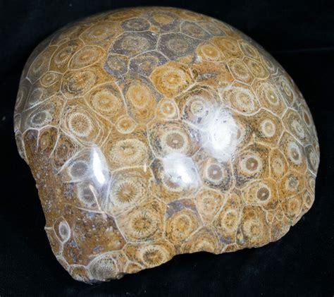 5.3" Polished Fossil Coral Head - Morocco (#8842) For Sale - FossilEra.com