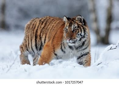 Siberian Tiger Natural Habitat Stock Photo 144674999 | Shutterstock