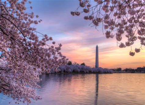 Best of the 2019 Cherry Blossom Festival: Washington, DC