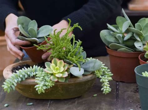 How Fast Do Succulents Grow | Constant Delights