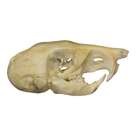 Real Kangaroo Rat Skull For Sale – Skulls Unlimited International, Inc.