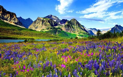 Colorado Mountain Flowers Rocky Mountain Blue Sky White Clouds Wallpaper Hd 1920x1200 ...