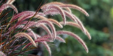 Can You Overwinter Purple Fountain Grass? - GFL Outdoors