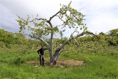 Helping a Massachusetts apple farm be red and green - Fruit Growers News