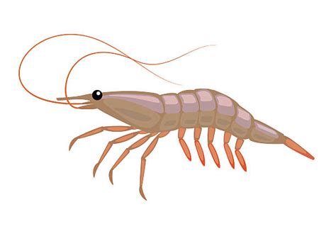 Krill Pictures Illustrations, Royalty-Free Vector Graphics & Clip Art ...