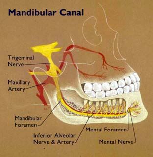 Mandibular Canal - Location, Function and Pictures