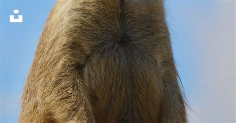 Brown and black meerkat under blue sky during daytime photo – Free Animal Image on Unsplash