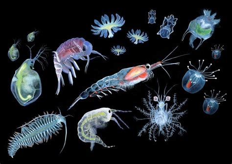 Twitter | Deep sea creatures, Microscopic photography, Ocean creatures