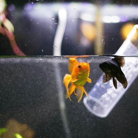 Water Change Day! : r/Goldfish