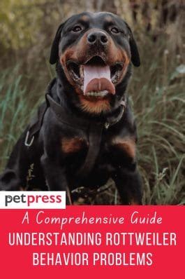 101 Guides: Understanding Rottweiler Behavior Problems