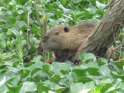 Nutria rat | Louisiana | Pinterest