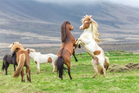 Icelandic Horses: a Spirited and Noble Breed | Camping Iceland