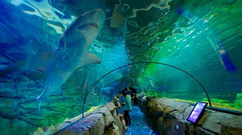 SEA LIFE Sydney Aquarium - Sydney, New South Wales Attraction | Expedia.com.au