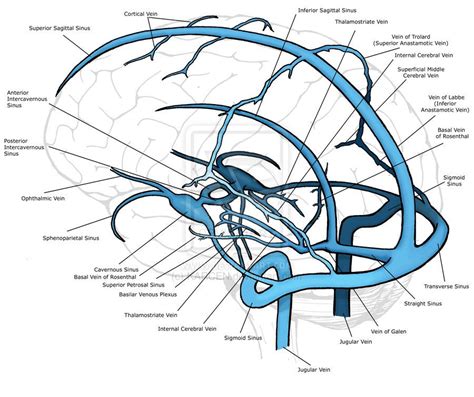 The cerebral veins drain the brain parenchyma and are located in the subarachnoid space. They ...