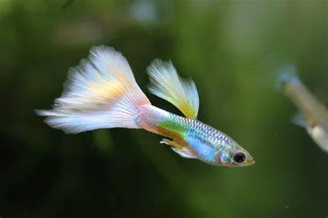 43 Guppy Quotes, Sayings, And Proverbs - Ourspiritanimal.com