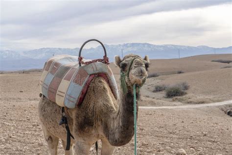 841 Baby Dromedary Camel Stock Photos - Free & Royalty-Free Stock Photos from Dreamstime