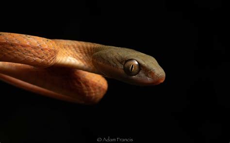 Black Headed Cat Snake - Boiga nigriceps — HongKongSnakeID.com