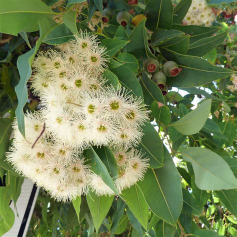 Corymbia ficifolia | Australian plants, Australian native plants, Native plants