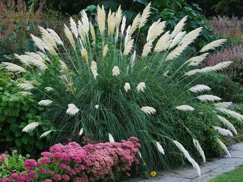 Ornamental Grasses Can Give Your Yard Some Character | Xeriscape front ...