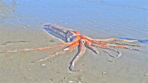 Stunningly intact giant squid washes ashore in South Africa | Giant squid, Squid, Weird animals