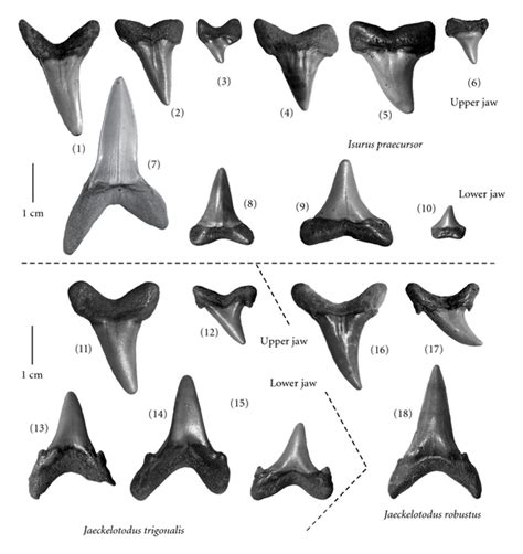 Different Types Of Shark Teeth