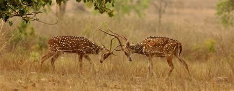 Chital: Species in World Land Trust Reserves