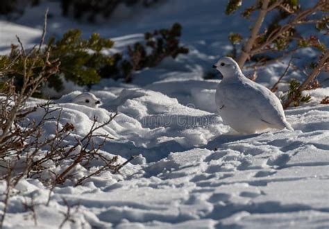 Ptarmigan Pair in Winter Plumage Stock Photo - Image of mountains, camo: 131939670