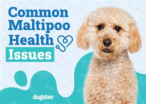 11 Common Maltipoo Health Issues to Watch Out For: Signs & Treatments ...