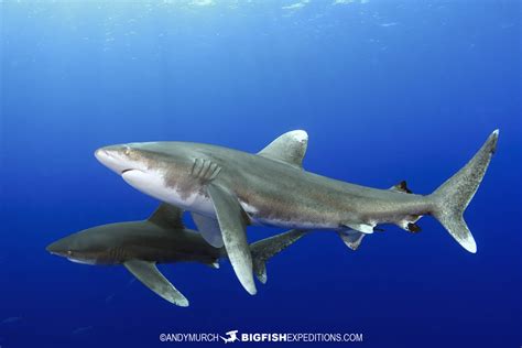 Oceanic Whitetip Sharks - The Goldilocks of the Ocean