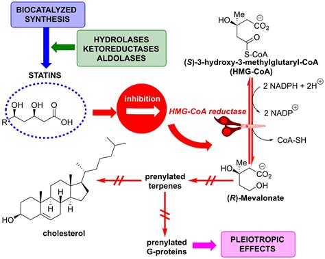 Hmg Coa Reductase Inhibitors Moa - slideshare